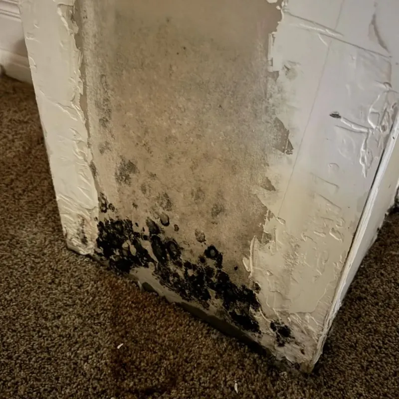 Professional Mold Removal in Manassas Park, VA